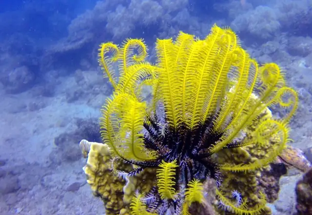 Diving and snorkeling - фото 3