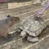 Дарья