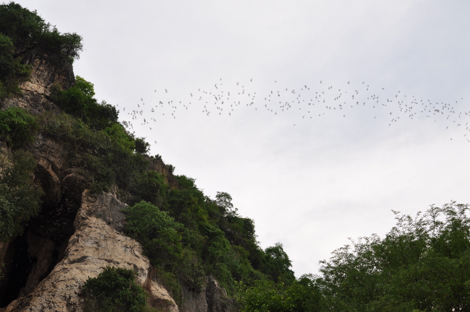Баттамбанг: бамбуковый поезд, храмы и пещера летучих мышей