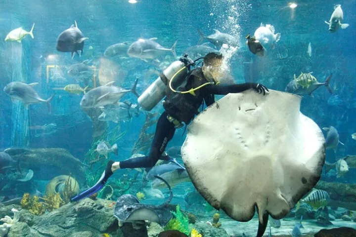 Diver feeding fish in Underwater World