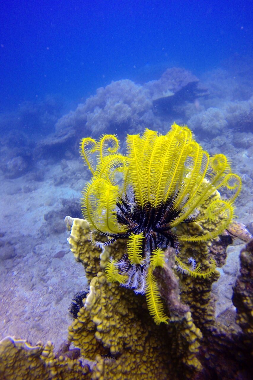 Diving and snorkeling - фото 3