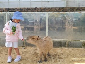 Зоопарк с капибарами в Фанранге