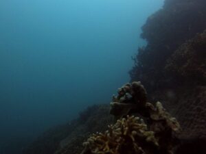 Экскурсии в Нячанге Diving1 scaled