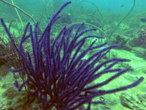 Экскурсии в Нячанге Diving10 scaled