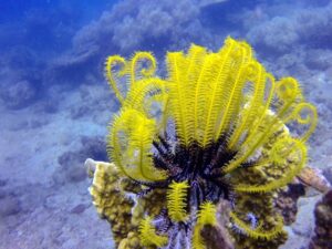 Экскурсии в Нячанге Diving101 scaled