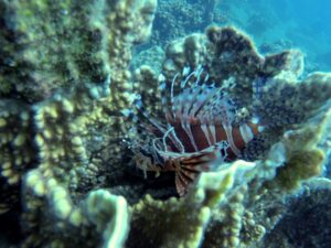 Экскурсии в Нячанге Diving102 scaled