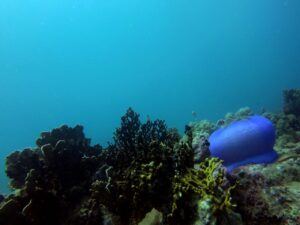 Экскурсии в Нячанге Diving11 scaled