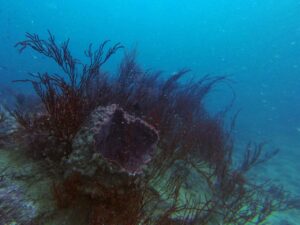 Экскурсии в Нячанге Diving12 scaled