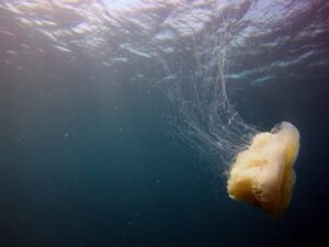 Экскурсии в Нячанге Diving13 scaled