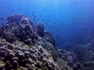 Экскурсии в Нячанге Diving15 scaled