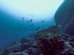 Экскурсии в Нячанге Diving17 scaled