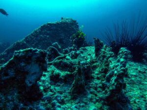 Экскурсии в Нячанге Diving18 scaled