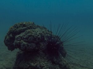 Экскурсии в Нячанге Diving19 scaled