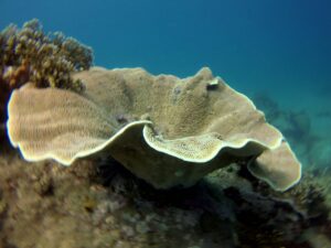 Экскурсии в Нячанге Diving2 scaled