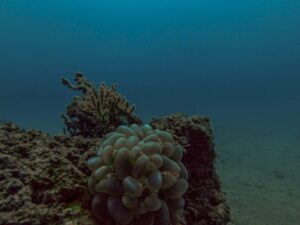 Экскурсии в Нячанге Diving20 scaled