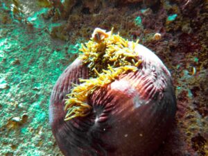 Экскурсии в Нячанге Diving22 scaled