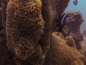 Экскурсии в Нячанге Diving24 scaled