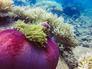 Экскурсии в Нячанге Diving25 scaled