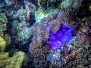 Экскурсии в Нячанге Diving26 scaled