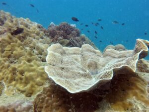 Экскурсии в Нячанге Diving3 scaled