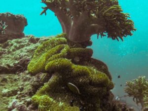 Экскурсии в Нячанге Diving38 scaled