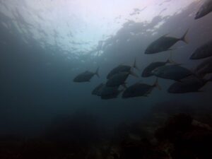 Экскурсии в Нячанге Diving4 scaled