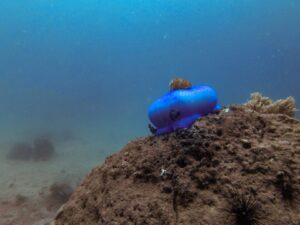 Экскурсии в Нячанге Diving59 scaled