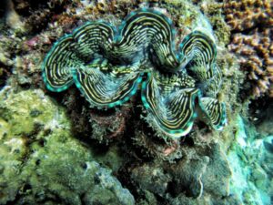 Экскурсии в Нячанге Diving6 scaled