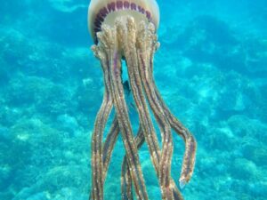 Экскурсии в Нячанге Diving69