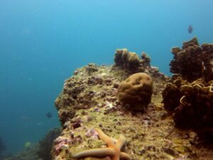 Экскурсии в Нячанге Diving7 scaled