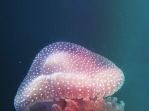 Экскурсии в Нячанге Diving70 scaled