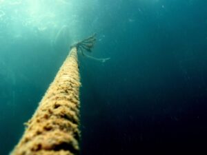 Экскурсии в Нячанге Diving71 scaled