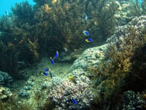 Экскурсии в Нячанге Diving72 scaled