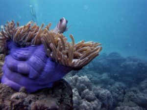 Экскурсии в Нячанге Diving89 scaled