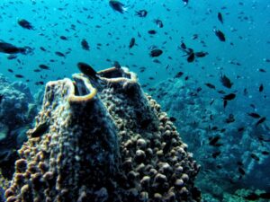 Экскурсии в Нячанге Diving9 scaled