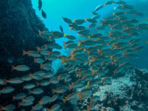 Экскурсии в Нячанге Diving92 scaled