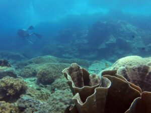 Экскурсии в Нячанге Diving98 scaled