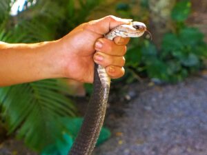 Кобра в Нячанге