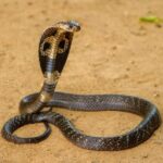 Съесть кобру